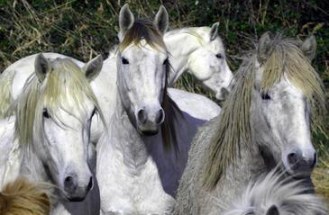 Chevaux Camargue, France © Etienne Pierart